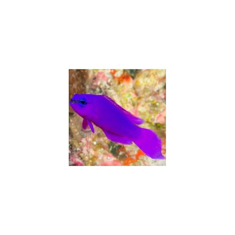 Pseudochromis Fridmani 4-6cm lot de 2